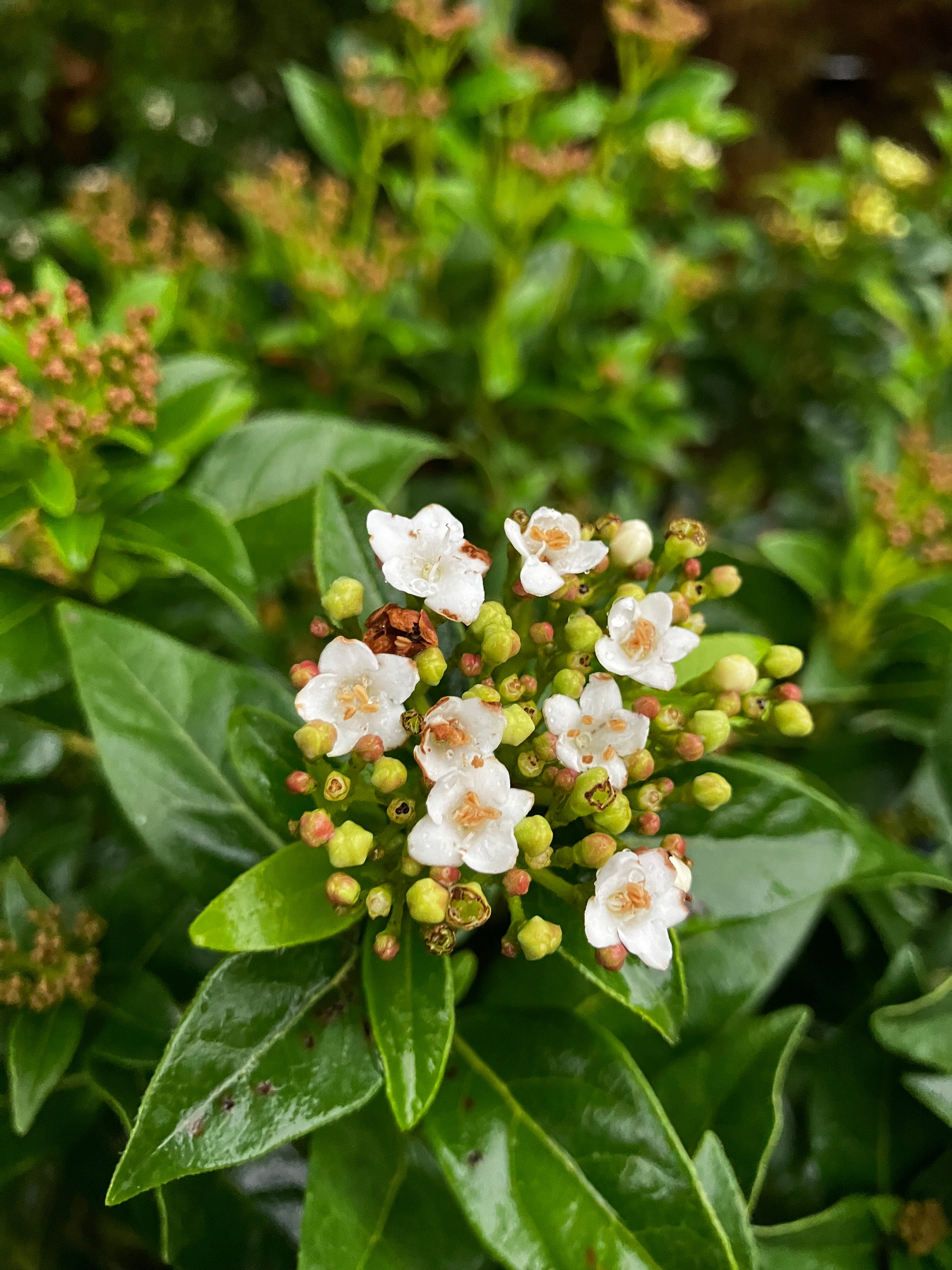 Lorbeer-Schneeball / Viburnum tinus